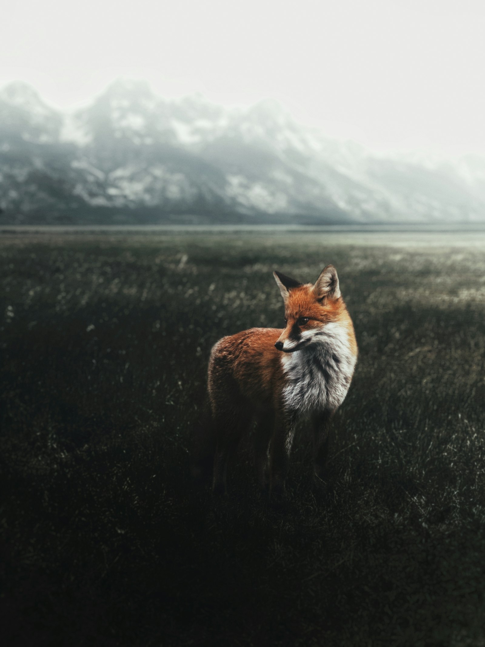 First Light Fox