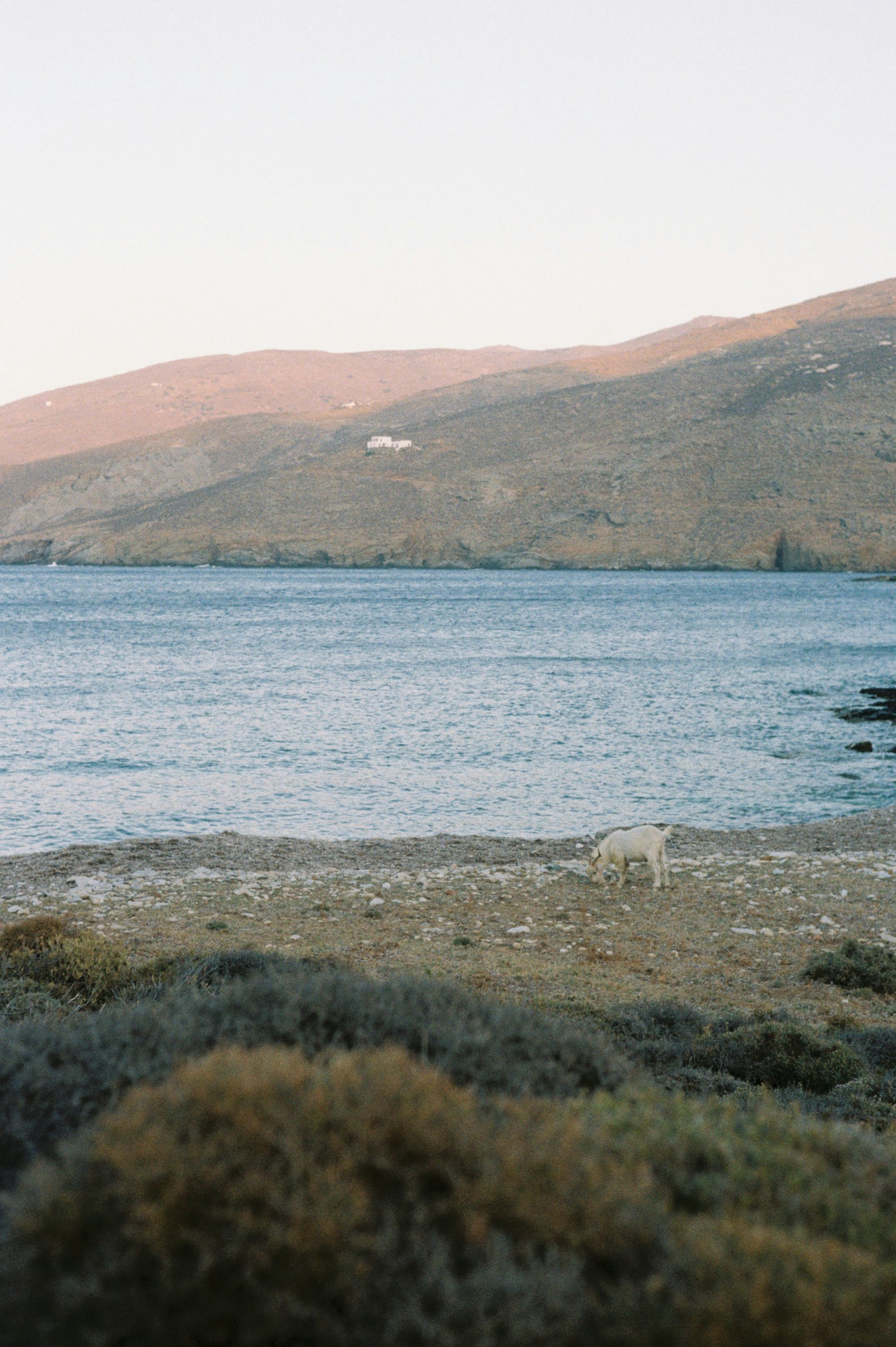 Aegean Grazing