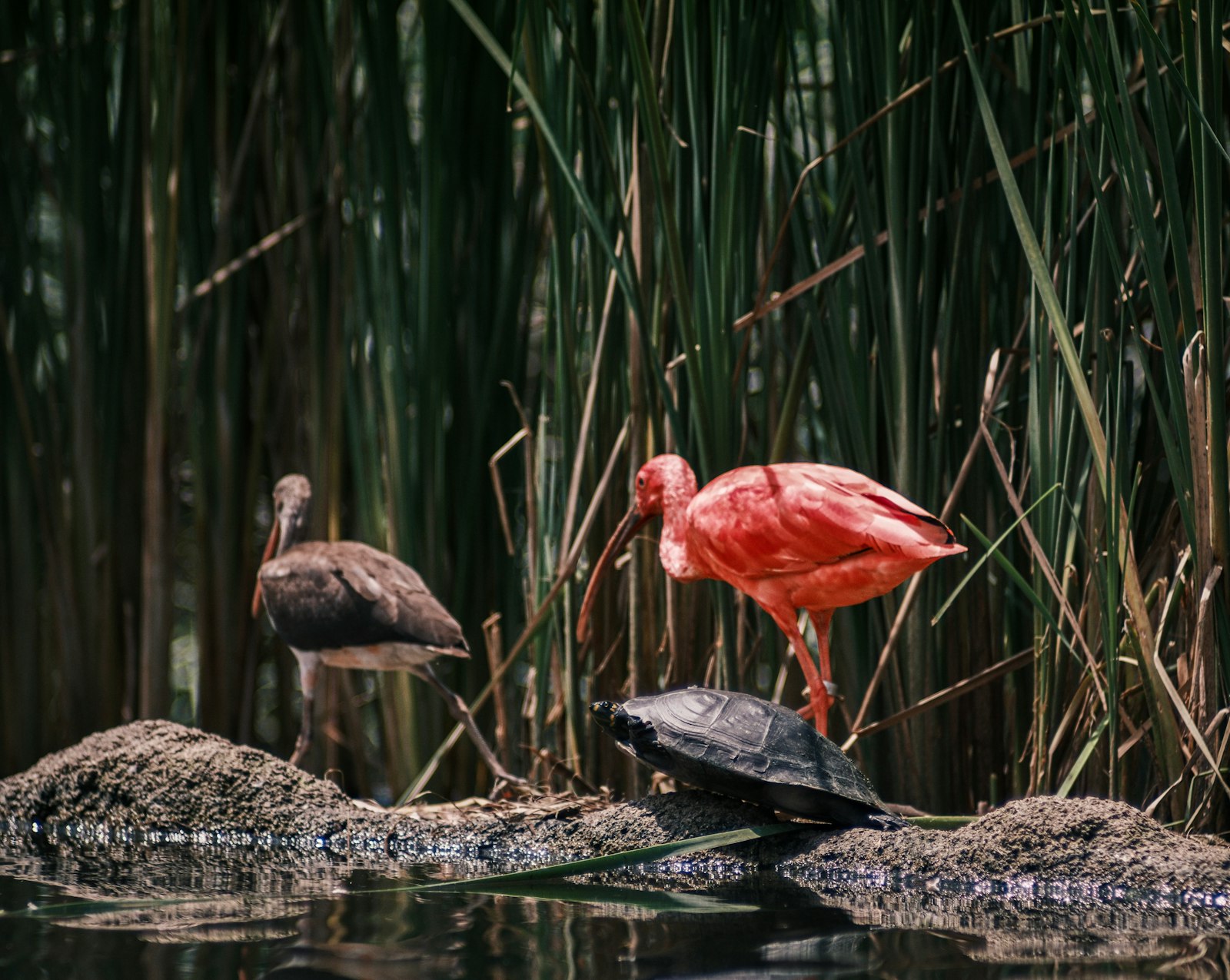 Reed Gathering